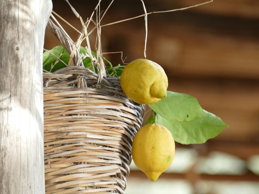 food, wood, fruit, leaf, nature, lemons, sorrento, amalfi coast, sorrento, sorrento, sorrento, amalfi coast, amalfi coast, amalfi coast, amalfi coast, amalfi coast
